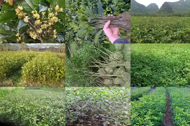 桂花树对风水的影响吗1685061386547