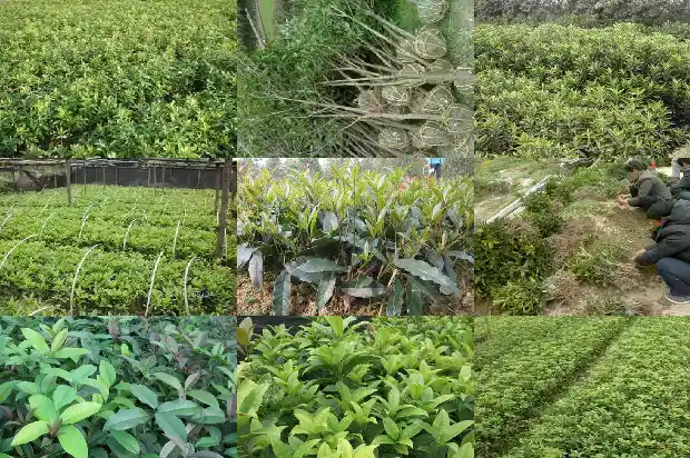 桂花树对风水的影响吗1685061386594