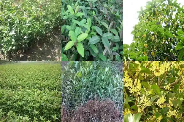 桂花树一般多大一棵呢怎么养1685061405291