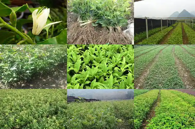 桂花树一般多大一棵呢怎么养1685061405339