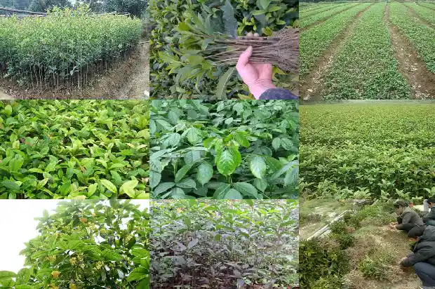 桂花树一般多大一棵呢怎么养1685061405387