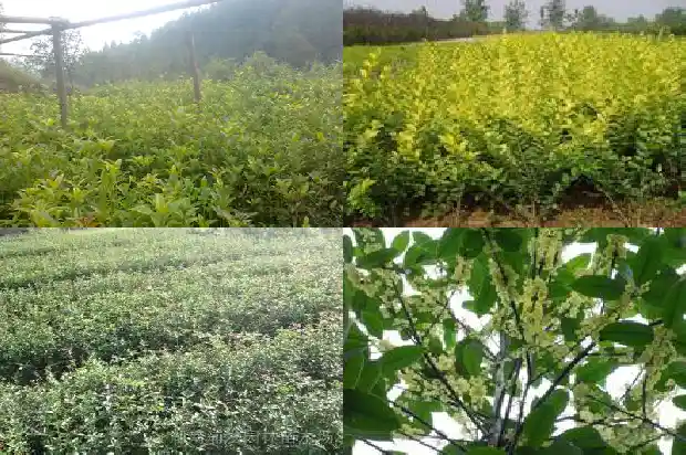 桂花树最大的树有多大呢1685061426874