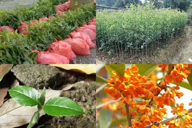 桂花树最大的树有多大呢1685061426970