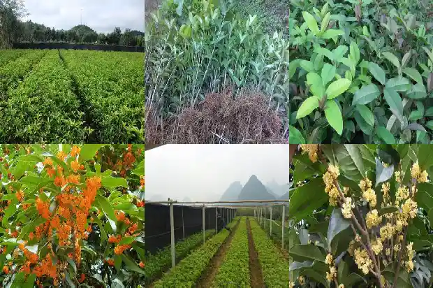 桂花树最大的树有多大呢1685061427018