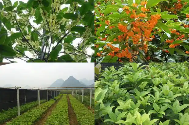 桂花树小苗多少钱一棵啊1689639481672