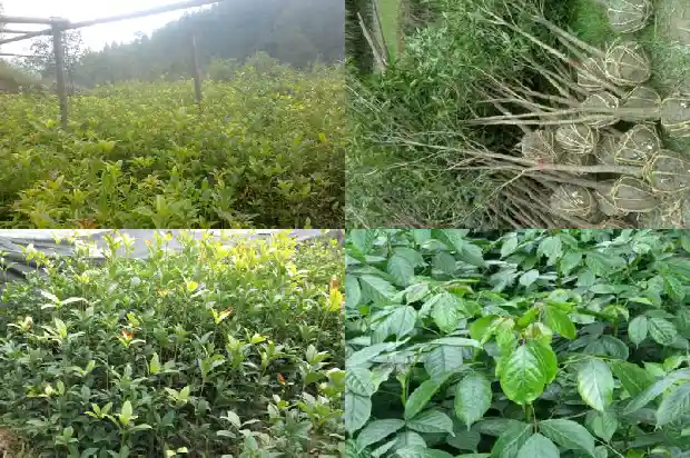 桂花树什么时候移栽合适啊1685061449804