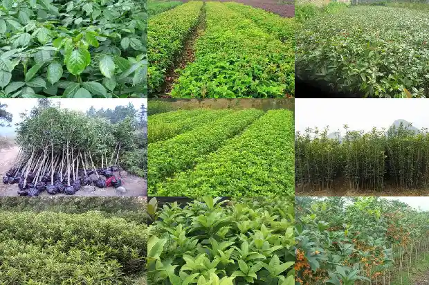 桂花树的移栽最佳时间1685061473660
