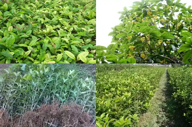 桂花树的移栽最佳时间1685061473707