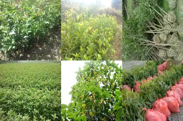 桂花树的移栽最佳时间1685061473754