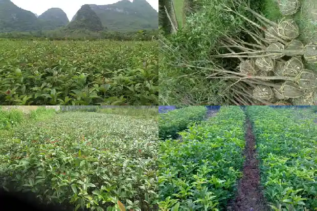 桂花树几月份移栽好1685061491471