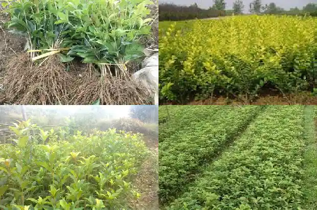 桂花树几月份移栽好1685061491518