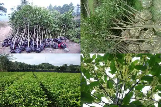 干桂花放了一年还能喝吗1689313178084
