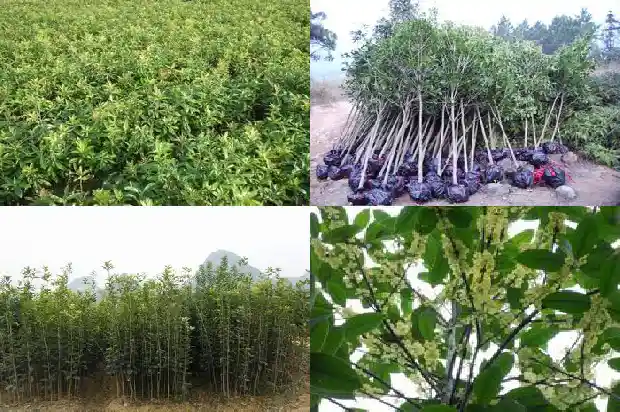 啥时候种桂花树好活一点1685061548886