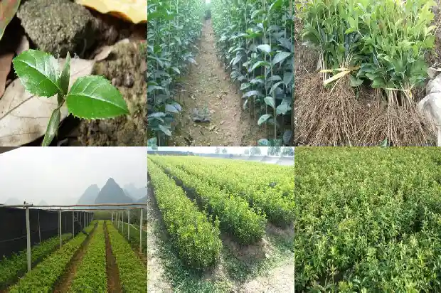 啥时候种桂花树好活一点1685061548982