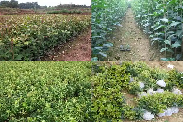 盆栽桂花如何开花1689208030596