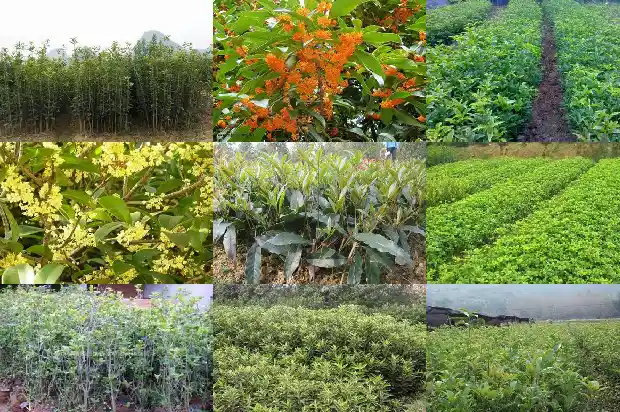 桂花树可以修剪吗?1685061611482