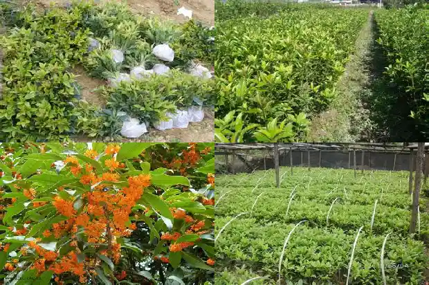 砍伐桂花树的请示1685061633351