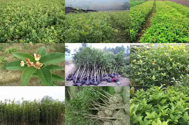 砍伐桂花树的请示1685061633443