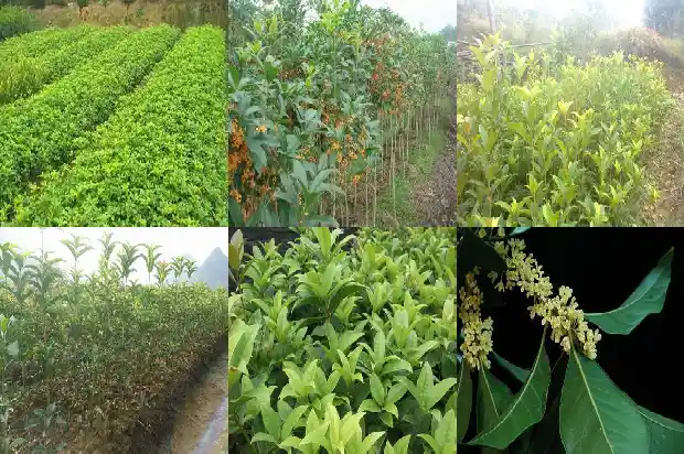 砍伐桂花树的请示1685061633490