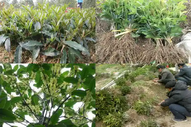 砍伐桂花树的函1685061648706