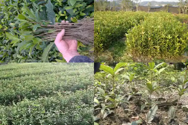 砍伐桂花树的函1685061648753