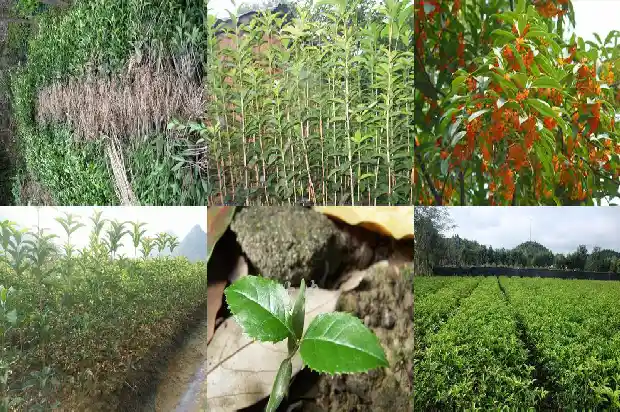 桂花树剪老的枝能种活吗1685061699304