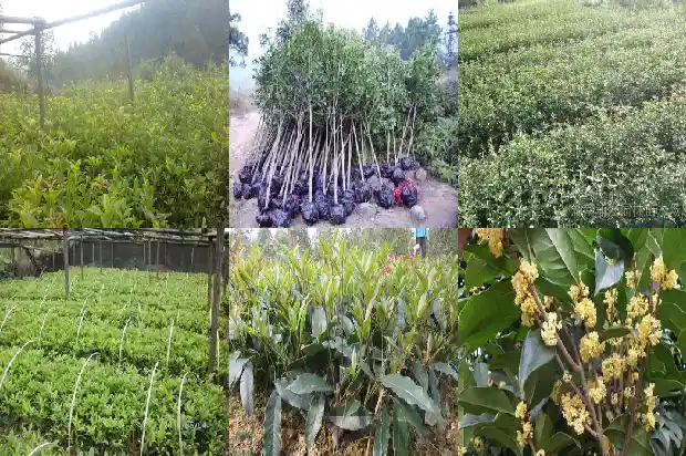 桂花树剪老的枝能种活吗1685061699350