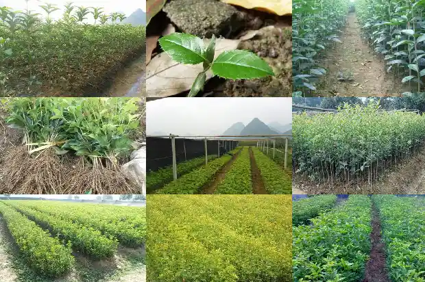桂花树皮掉了一圈能活吗1685061718693
