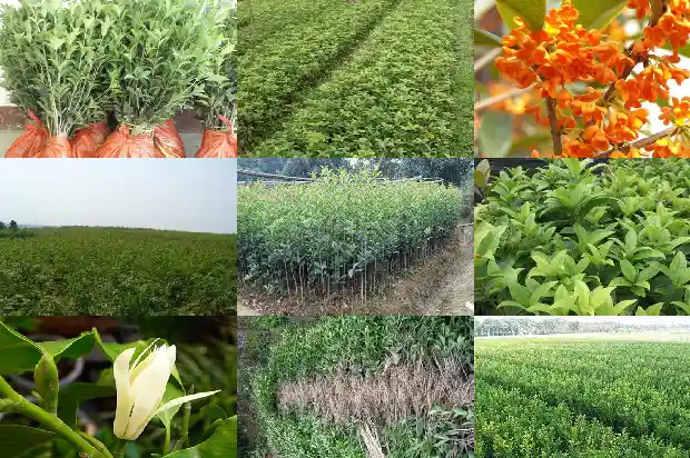 桂花树多大移栽最好看呢1685061736141