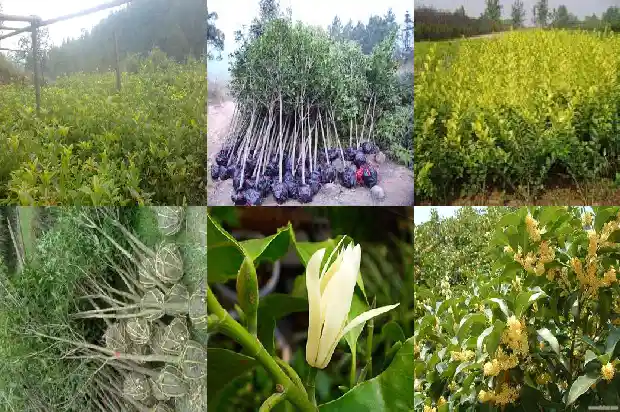桂花树多大移栽最好看呢1685061736189