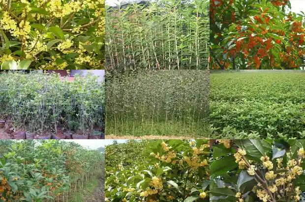 桂花树几月移植比较好活1685061757839
