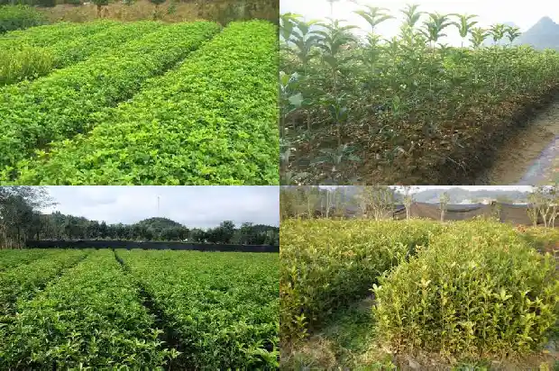 桂花树几月移植比较好活1685061757887