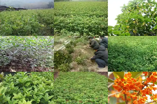 桂花楠木怎么样养殖1688436016119