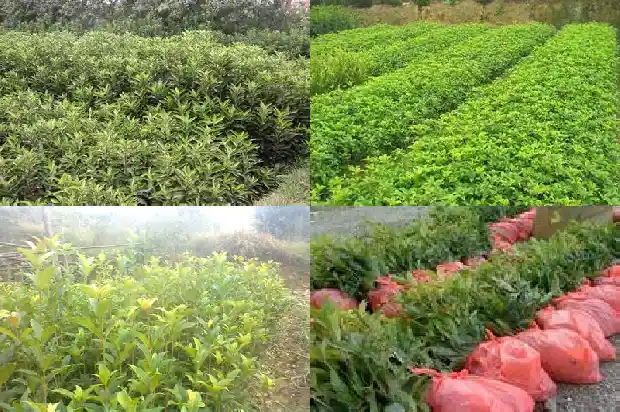 桂花树几月移植比较好呢1685061775680