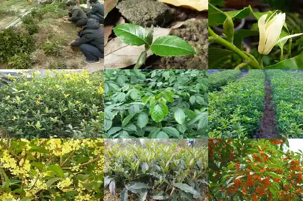 桂花树多久结一次果1690072432177