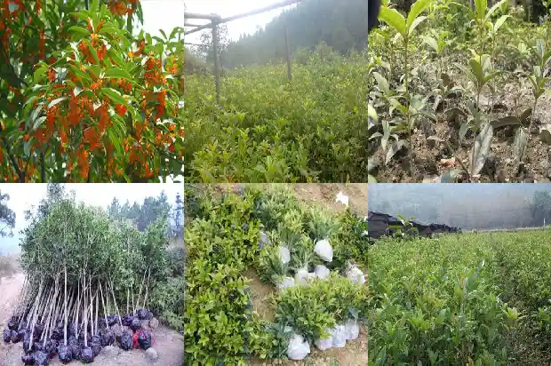 如何移栽桂花树1685061816430