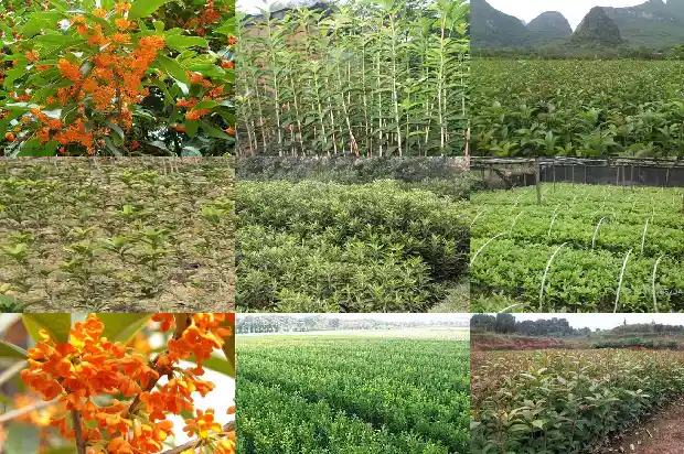 桂花树多大盆好养护1685061835377