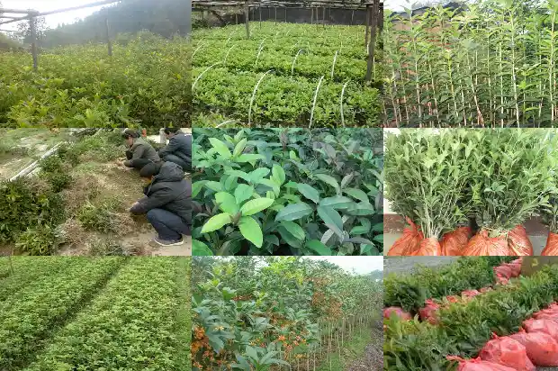 桂花树多大盆好养护1685061835472