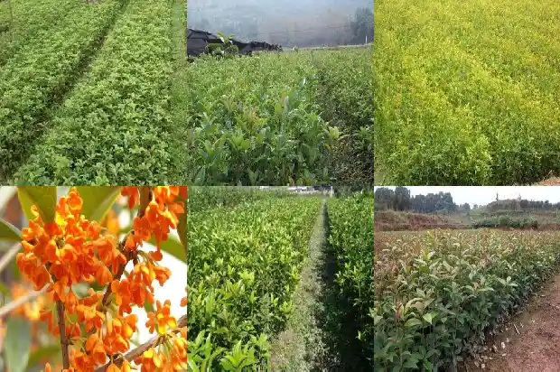 桂花树用什么花盆栽最好看1685061852892
