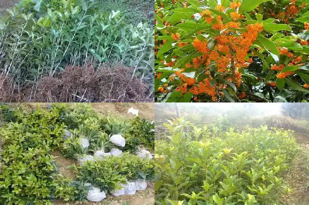 桂花树用什么花盆栽最好看1685061852987