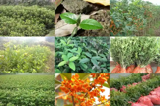 桂花树用多大的盆好看1685061870074
