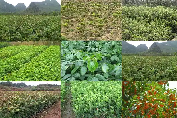 桂花树用多大的盆好看1685061870121