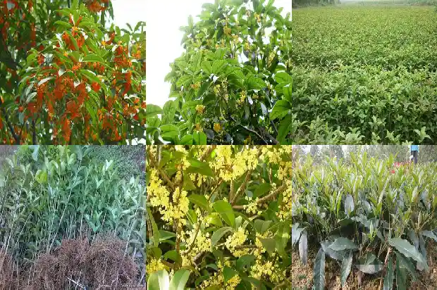 桂花茶好喝不1688435728698