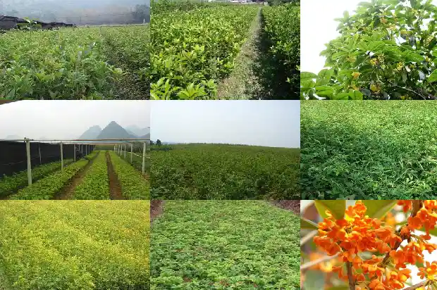 桂花树用大盆还是深盆栽好呢1685061891644