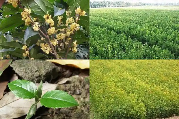 桂花用深盆还是浅盆栽1685061911533