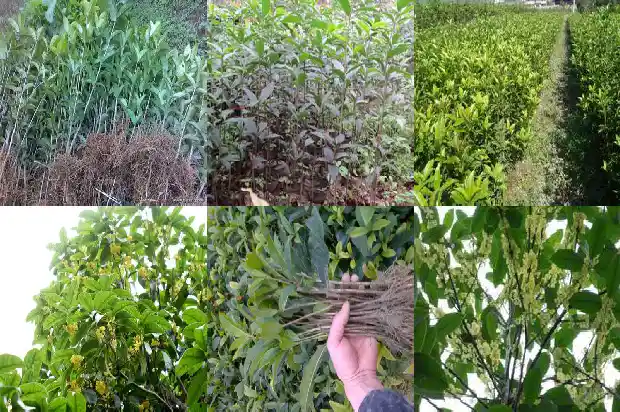 桂花用深盆还是浅盆栽1685061911581