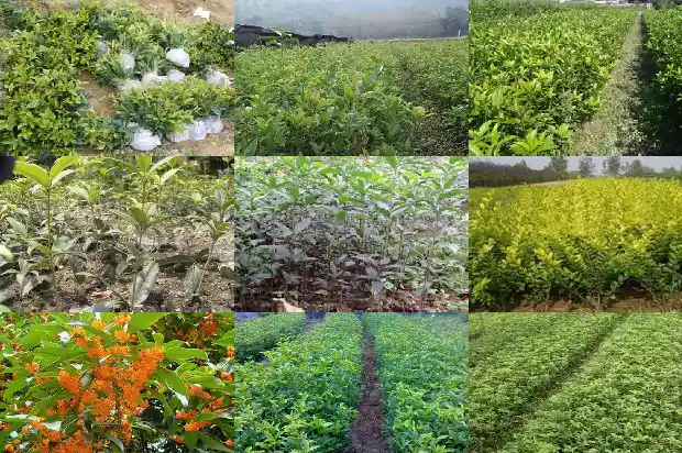 盆栽桂花用多大的花盆好一点呢1685061954593