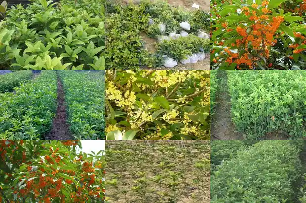 盆栽桂花用多大的花盆好一点呢1685061954687