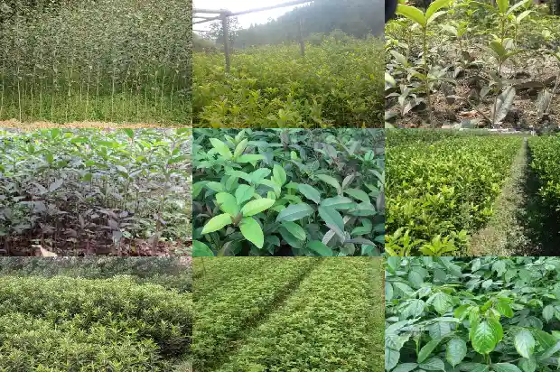 种桂花用多大的盆1685061976521