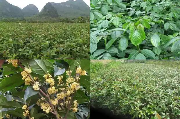 种桂花用多大的盆1685061976569